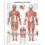 Стенд "Мышечная система"